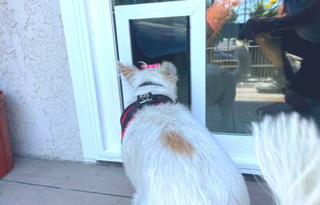 Window & Patio Door with In-Glass Pet Door Installation in Rancho Cucamonga, CA