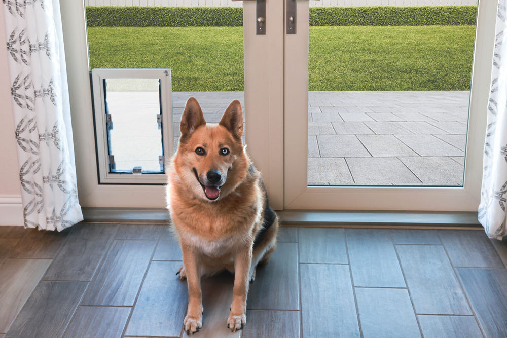 Las Principales Cosas que Necesitas Saber sobre las Puertas para Mascotas Anlin