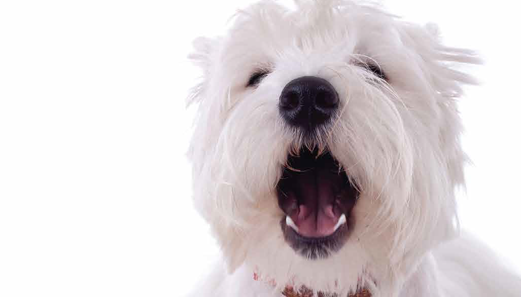 Man Delivering Parcels
